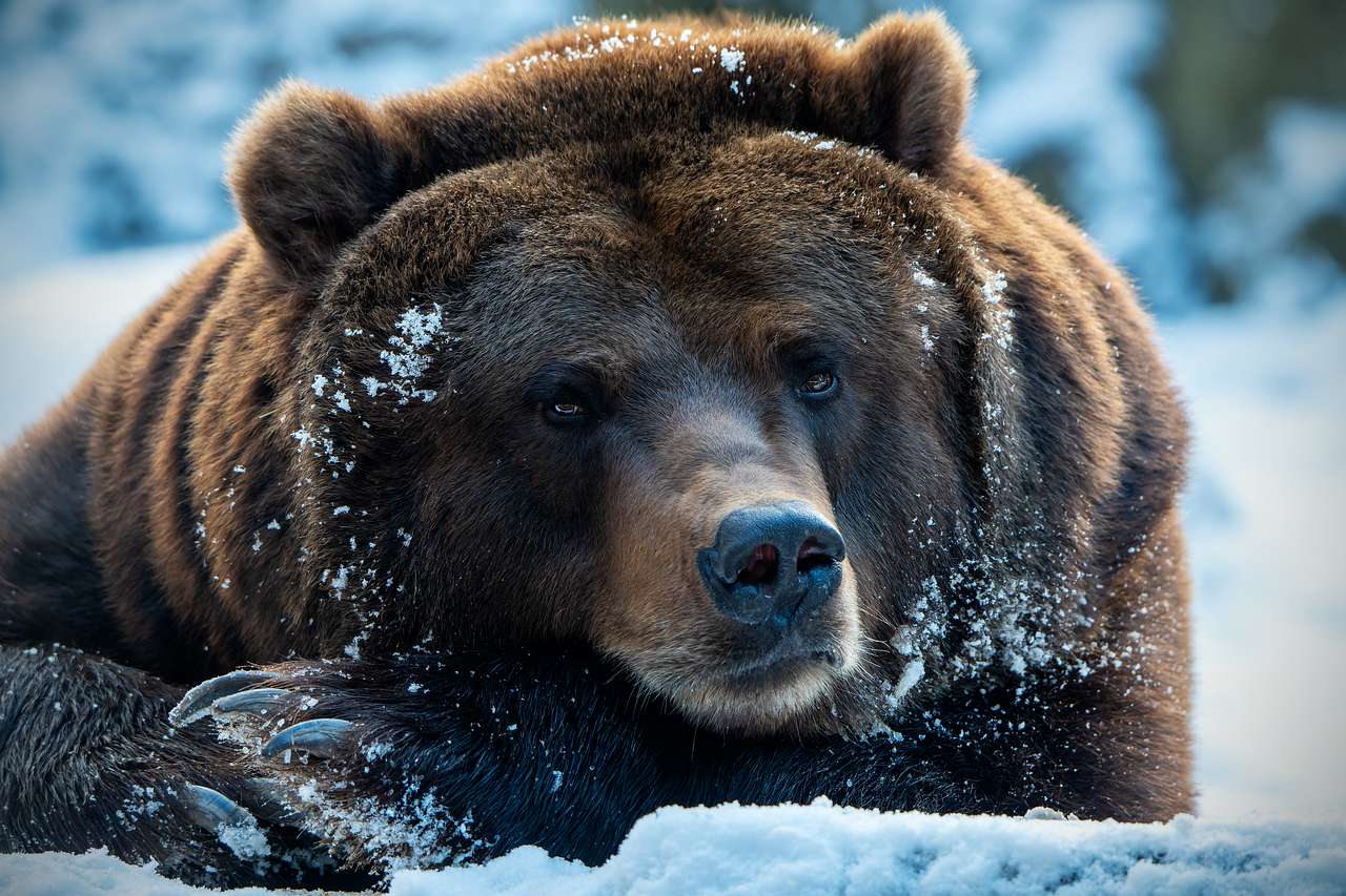 Wildlife Crime & Biodiversity: The Dark Side of Illicit Trade